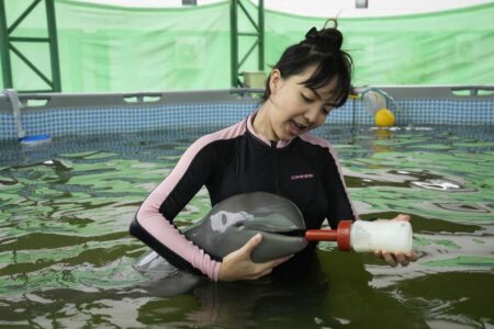 نجات یک بچه دلفین از مرگ توسط دامپزشکان تایلندی